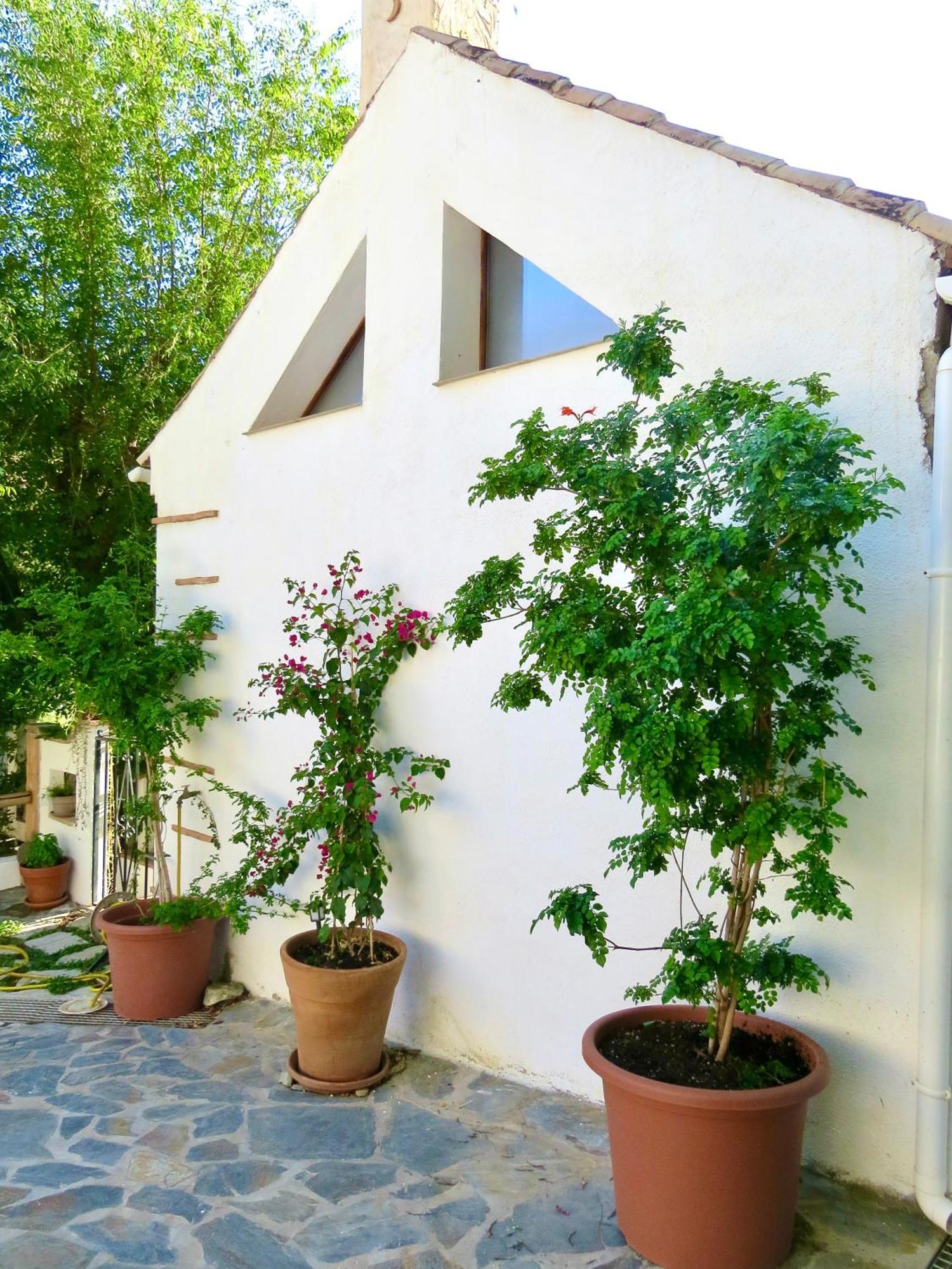 El Encanto موناتْشيل المظهر الخارجي الصورة